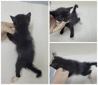 [고양이] 한국 고양이 충남-논산-2025-00371 유기동물 배경 이미지 입니다.